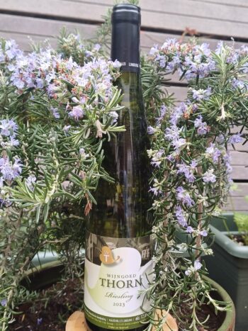 GoDutch!Wine_Thorn_Riesling_2023